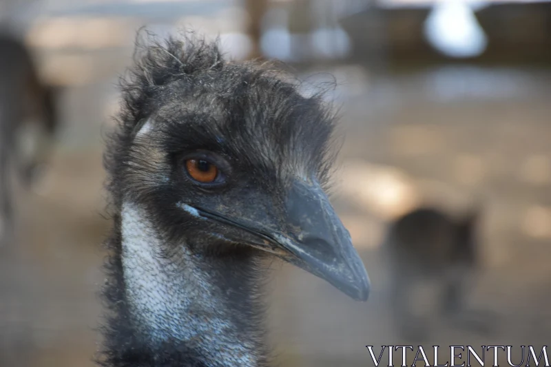 PHOTO Detailed Emu Portrait