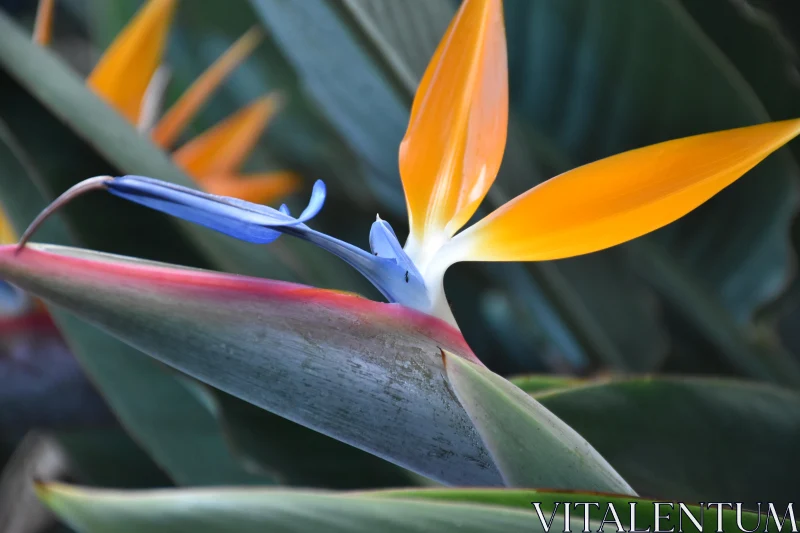 PHOTO Colorful Bird of Paradise Bloom