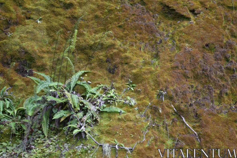 Forest Moss and Ferns Free Stock Photo