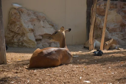 Peaceful Resting Deer