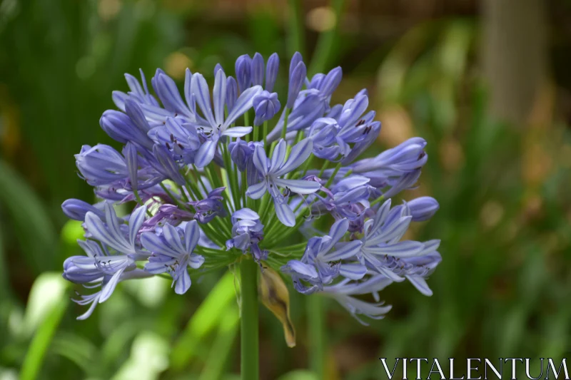 Vibrant Agapanthus Flower Display Free Stock Photo