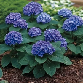 Blooming Blue Hydrangeas