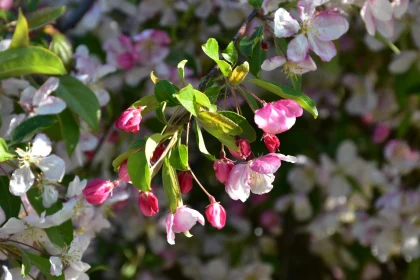 Spring Blossoms on a Branch