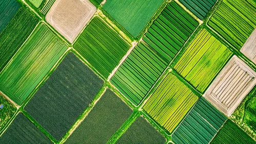 Geometric Patterns of Cultivated Fields