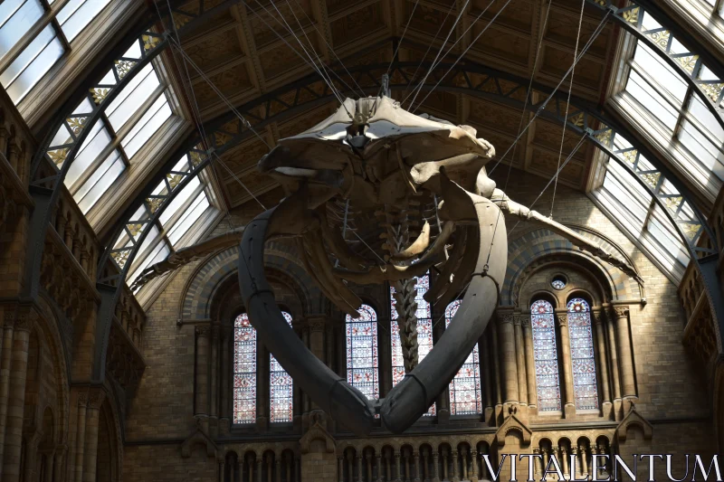 Whale Skeleton Exhibit Free Stock Photo