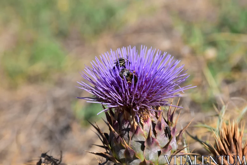 Bee on Thistle Free Stock Photo