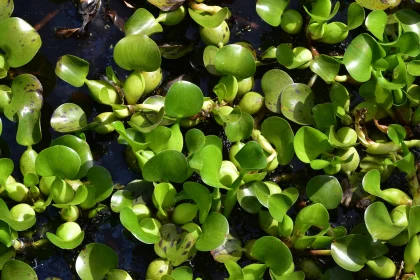 Aquatic Greenery at its Finest Free Stock Photo