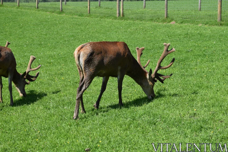 PHOTO Serene Scene of Grazing Deer