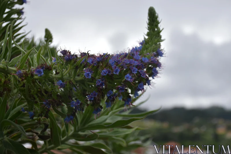 Vibrant Blossoms in Madeira Free Stock Photo