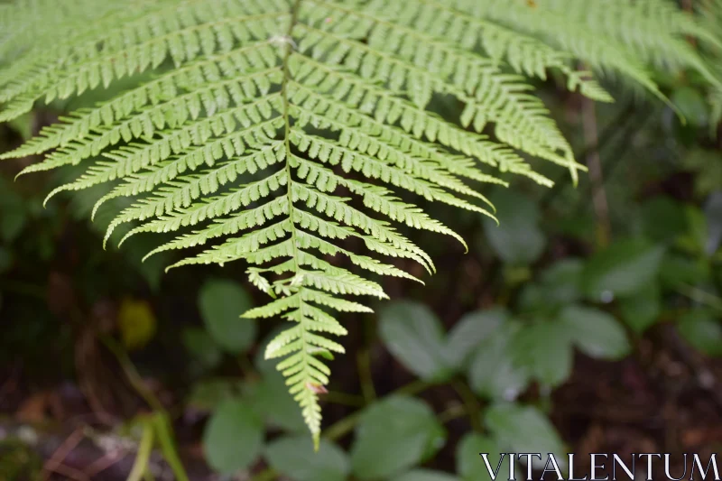 Detailed View of Fern Leaf in Nature Free Stock Photo