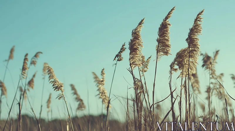 AI ART Tall Grass in a Sunny Field