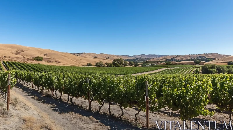 AI ART Vineyard Vista Under Clear Blue Sky