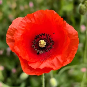 Close-Up of a Blooming Red Poppy Flower