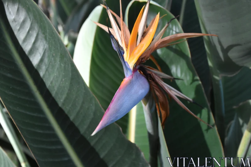 Bird-of-Paradise Amidst Green Leaves Free Stock Photo