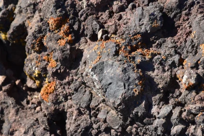 Lichen on Volcanic Rock