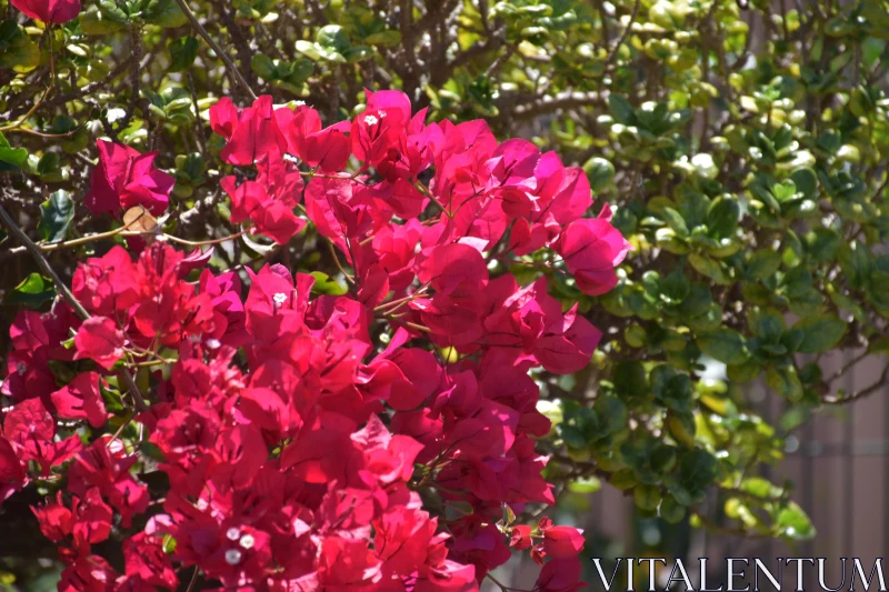 Bougainvillea Petals and Green Leaves Free Stock Photo