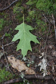 Maple Leaf on Mossy Ground