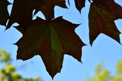 Leaf Silhouettes in Autumn