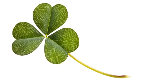 Three-Leaf Clover on White Background