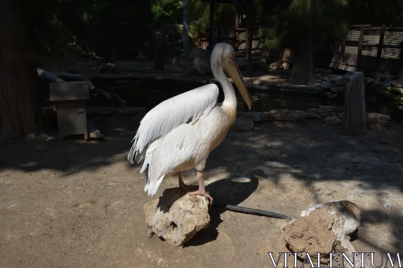 PHOTO Pelican in Outdoor Setting