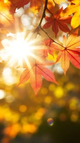 Warm Autumn Sun Through Leaves