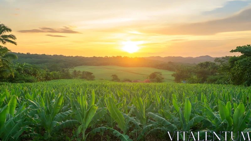 Peaceful Field at Sunset, Nature's Serenity AI Image