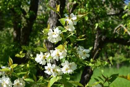 Sunlit White Flowers in Greenery