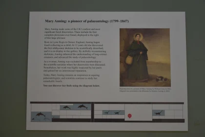 Mary Anning Display