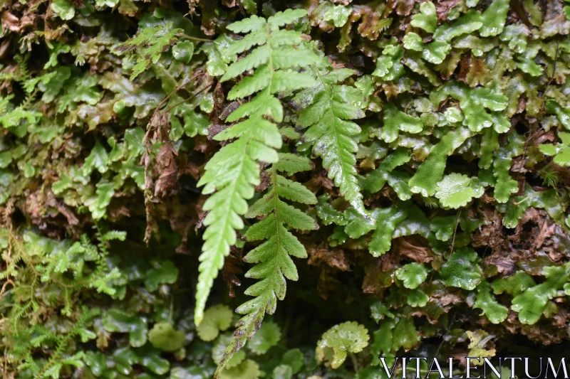 Intricate Leaf Textures of a Fern Free Stock Photo