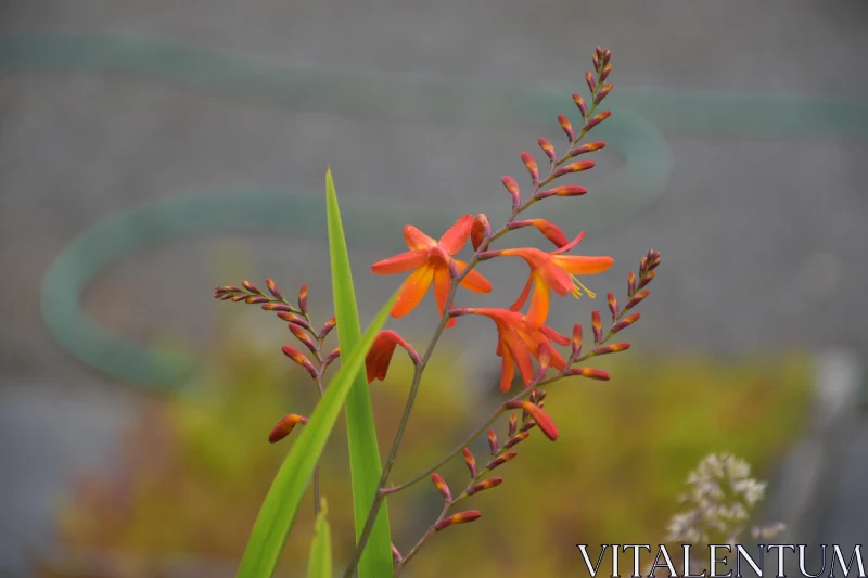 Orange Crocosmia Flowers in Bloom Free Stock Photo