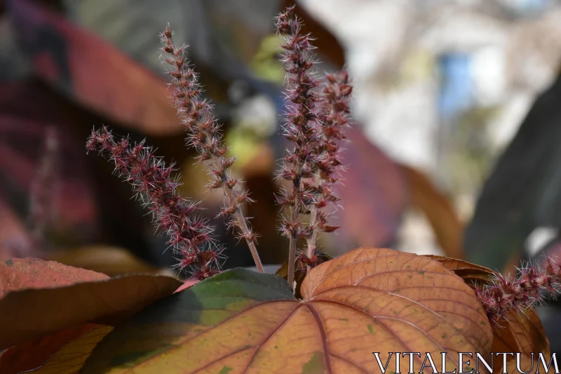 PHOTO Detailed View of Prickly Plant in Fall