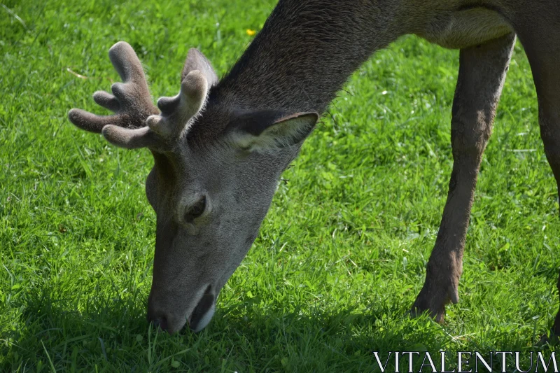 PHOTO Deer Feeding in Green Pasture