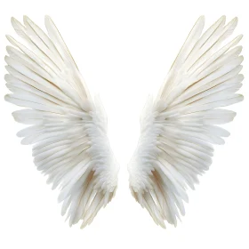 Angelic Wings on White Background Art
