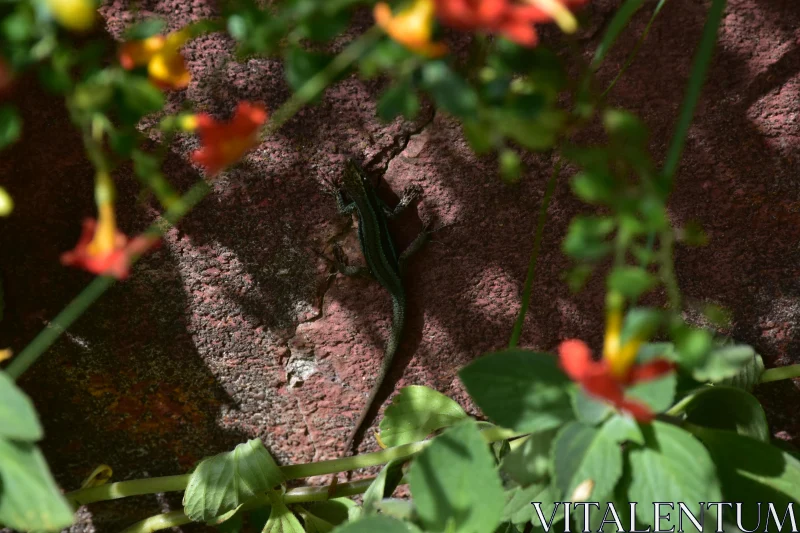 PHOTO Blending Lizard on Stone Wall