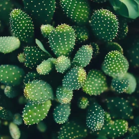 Detailed Image of Cacti Spines and Pads