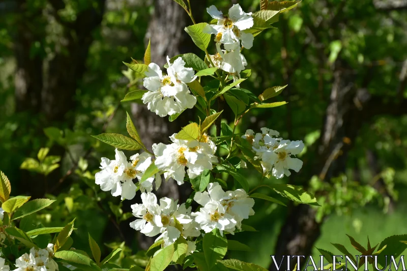 Delicate White Blossoms Bathed in Sunlight Free Stock Photo