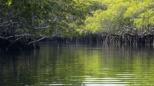 Serene Mangrove Waterway Landscape