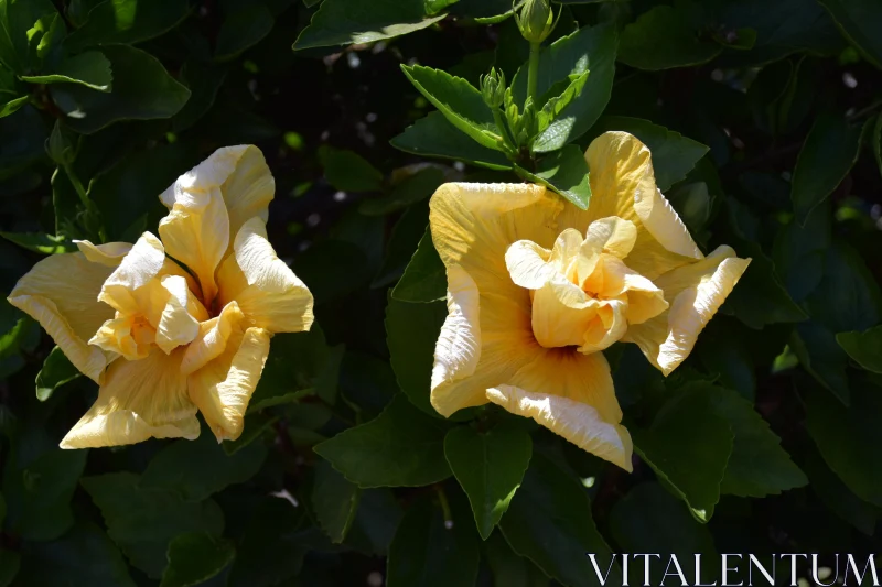 Vibrant Yellow Hibiscus Blooms Free Stock Photo