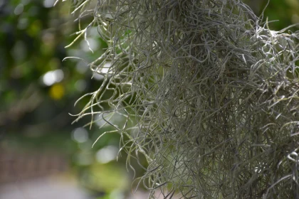 Sunlit Spanish Moss Close-Up