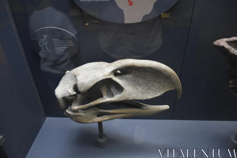 Fascinating Fossil Exhibit of Prehistoric Bird Skull Free Stock Photo