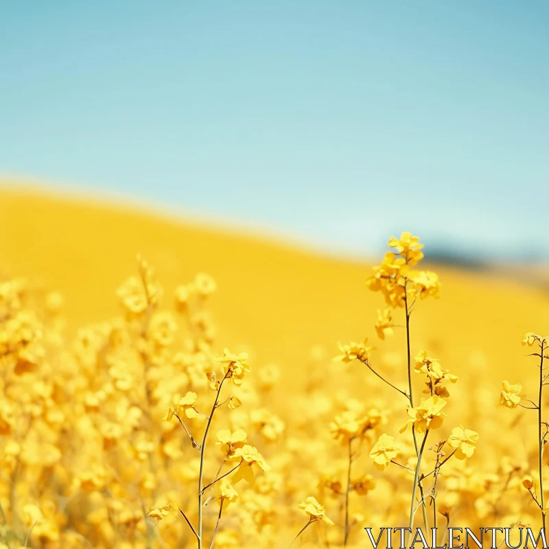 Yellow Flower Field with Blue Sky AI Image