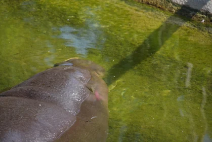 Manatee Gliding Underwater