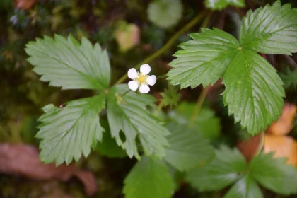 Wildflower in Natural Habitat