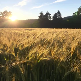 Sunset Over Golden Wheat Field