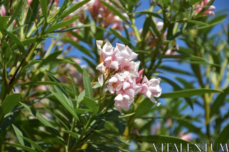 PHOTO Pink Oleander Flower Cluster