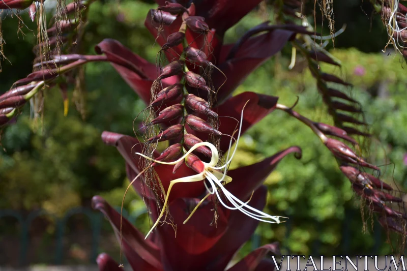 Intricate Maroon Petal Flower Free Stock Photo