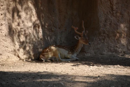 Tranquil Deer with Antlers in a Rocky Shelter