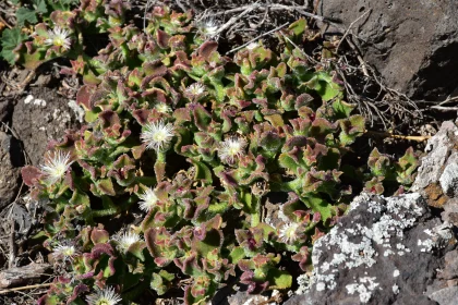 Shimmering Succulents