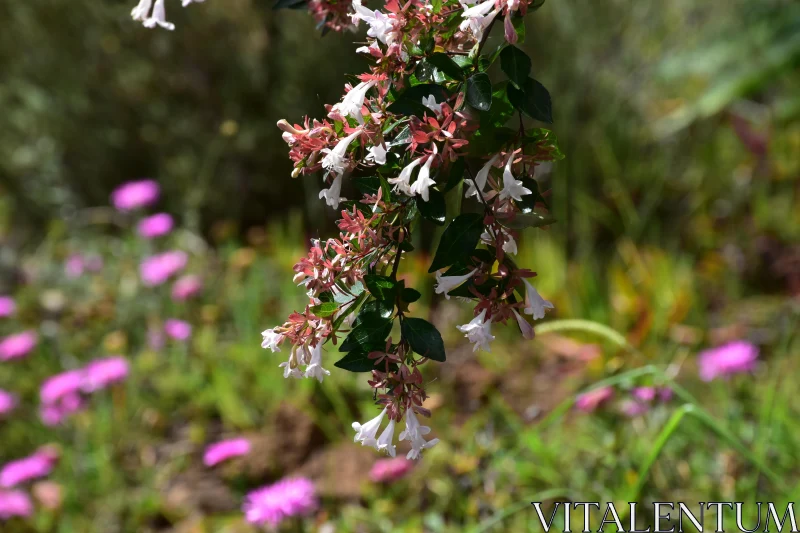 Garden Flowers Close-Up Free Stock Photo