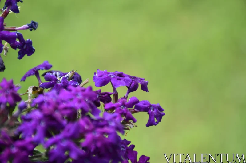 Vivid Garden Purple Blooms Free Stock Photo